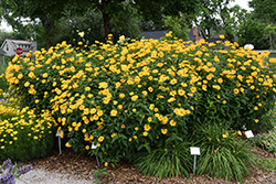 Burning Hearts False Sunflower (Heliopsis helianthoides 'Burning Hearts') at Wiethop Greenhouses