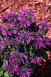 Rockin' Raspberry Beebalm (Monarda 'Rockin' Raspberry') at Wiethop Greenhouses