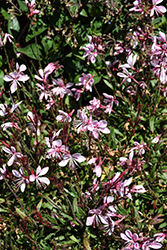 Steffi Blush Pink Gaura (Gaura lindheimeri 'Steffi Blush Pink') at Wiethop Greenhouses