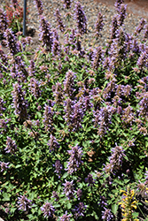 Poquito Dark Blue Hyssop (Agastache 'TNAGAPDB') at Wiethop Greenhouses