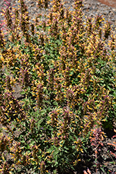 Poquito Butter Yellow Hyssop (Agastache 'TNGAPBY') at Wiethop Greenhouses