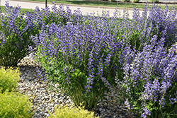 Blue Wild Indigo (Baptisia australis) at Wiethop Greenhouses
