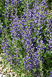 Blue Wild Indigo (Baptisia australis) at Wiethop Greenhouses