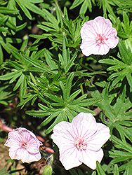 Vision Light Pink Cranesbill (Geranium sanguineum 'Vision Light Pink') at Wiethop Greenhouses
