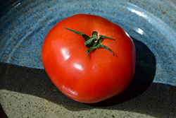 Goliath Tomato (Solanum lycopersicum 'Goliath') at Wiethop Greenhouses