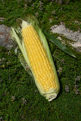 Sweetness Corn (Zea mays 'Sweetness') at Wiethop Greenhouses