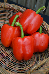 Red Bell Pepper (Capsicum annuum 'Red Bell') at Wiethop Greenhouses