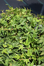 Needlepoint English Ivy (Hedera helix 'Needlepoint') at Wiethop Greenhouses